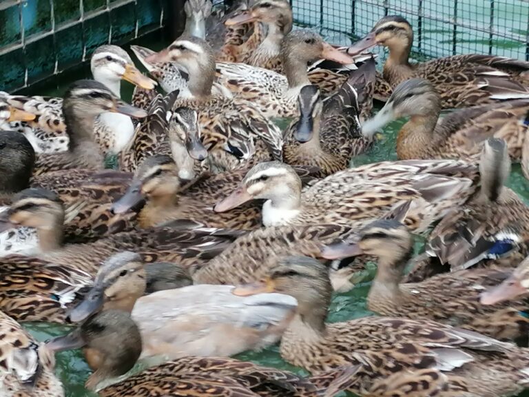 Cane à cage / Chanteuse