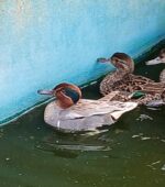 Hybride Sarcelle d’Hiver / Caroline