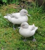 Sarcelle du Chili Argentée